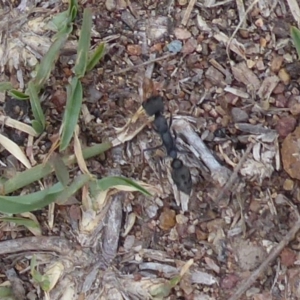 Myrmecia sp., pilosula-group at Symonston, ACT - 13 Nov 2018 04:23 PM