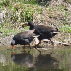 Gallinula tenebrosa (Dusky Moorhen) at Fyshwick, ACT - 16 Nov 2018 by Christine