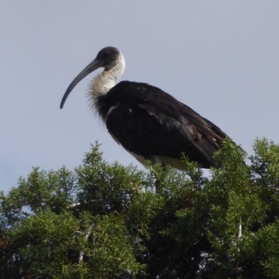 Threskiornis spinicollis (Straw-necked Ibis) at Jerrabomberra Wetlands - 16 Nov 2018 by Christine