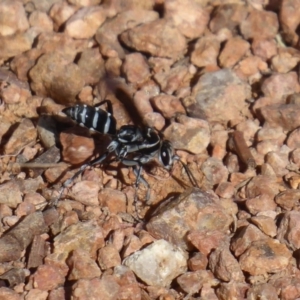 Turneromyia sp. (genus) at Fyshwick, ACT - 16 Nov 2018