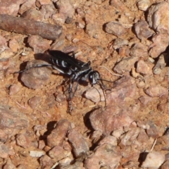 Turneromyia sp. (genus) at Fyshwick, ACT - 16 Nov 2018 03:13 PM