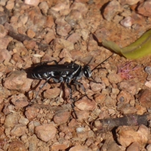 Turneromyia sp. (genus) at Fyshwick, ACT - 16 Nov 2018 03:13 PM