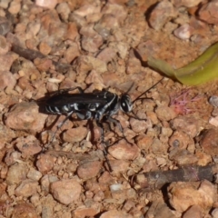 Turneromyia sp. (genus) at Fyshwick, ACT - 16 Nov 2018