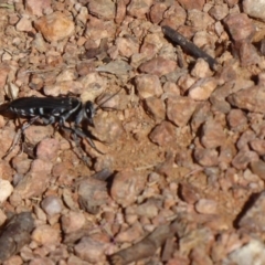 Turneromyia sp. (genus) at Fyshwick, ACT - 16 Nov 2018 03:13 PM