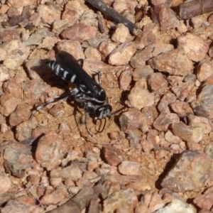 Turneromyia sp. (genus) at Fyshwick, ACT - 16 Nov 2018