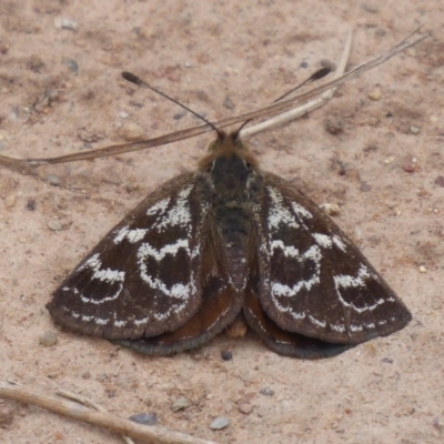 Synemon plana (Golden Sun Moth) at Gundaroo, NSW - 16 Nov 2018 by Christine