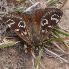 Synemon plana at Gundaroo, NSW - 17 Nov 2018