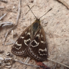 Synemon plana at Gundaroo, NSW - 17 Nov 2018 10:54 AM