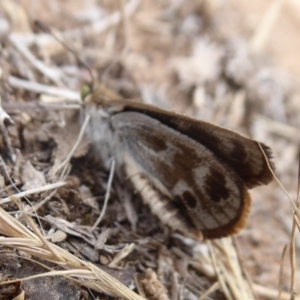 Synemon plana at Gundaroo, NSW - 17 Nov 2018 10:54 AM