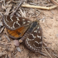 Synemon plana at Gundaroo, NSW - 17 Nov 2018 10:54 AM