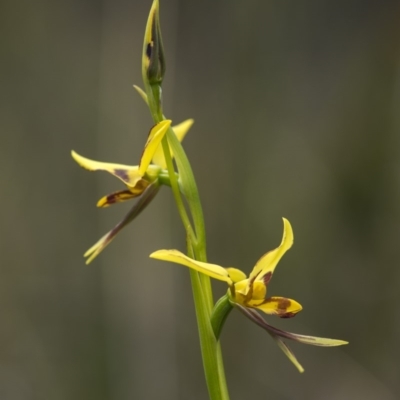 Diuris sulphurea (Tiger Orchid) at Cotter River, ACT - 18 Nov 2018 by GlenRyan