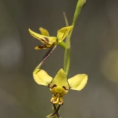 Diuris sulphurea at Cotter River, ACT - 18 Nov 2018