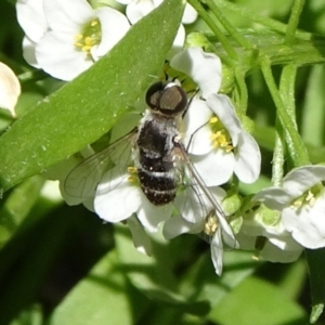 Bombyliidae (family) at Molonglo Valley, ACT - 11 Nov 2018 12:36 PM