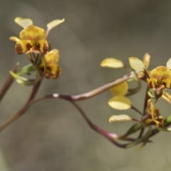 Diuris semilunulata (Late Leopard Orchid) at Cotter River, ACT - 18 Nov 2018 by GlenRyan
