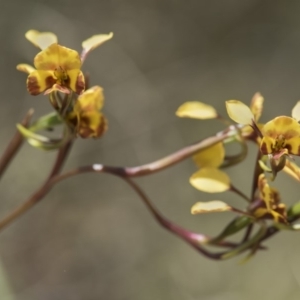 Diuris semilunulata at Cotter River, ACT - 18 Nov 2018