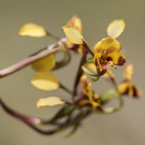 Diuris semilunulata at Cotter River, ACT - 18 Nov 2018