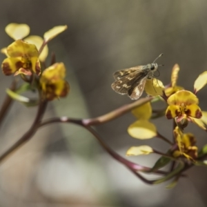 Diuris semilunulata at Cotter River, ACT - 18 Nov 2018