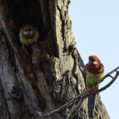 Platycercus eximius (Eastern Rosella) at Red Hill Nature Reserve - 16 Nov 2018 by BIrdsinCanberra