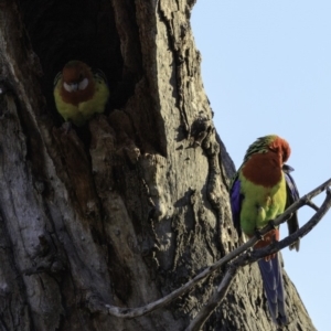 Platycercus eximius at Deakin, ACT - 17 Nov 2018 07:16 AM