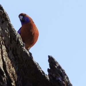 Platycercus elegans at Deakin, ACT - 17 Nov 2018 07:16 AM