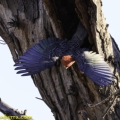 Callocephalon fimbriatum (Gang-gang Cockatoo) at Red Hill Nature Reserve - 16 Nov 2018 by BIrdsinCanberra