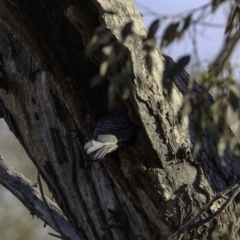 Callocephalon fimbriatum at Deakin, ACT - suppressed