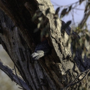 Callocephalon fimbriatum at Deakin, ACT - suppressed