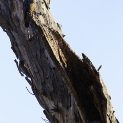 Callocephalon fimbriatum at Deakin, ACT - 17 Nov 2018