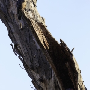 Callocephalon fimbriatum at Deakin, ACT - suppressed