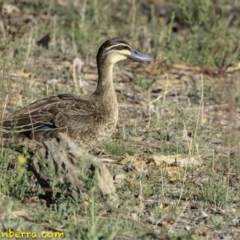 Anas superciliosa (Pacific Black Duck) at Deakin, ACT - 16 Nov 2018 by BIrdsinCanberra