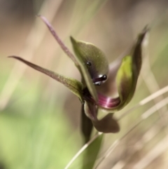 Chiloglottis valida (Large Bird Orchid) at Cotter River, ACT - 18 Nov 2018 by GlenRyan