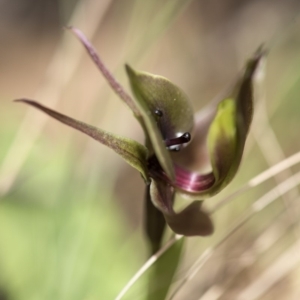 Chiloglottis valida at Cotter River, ACT - 18 Nov 2018