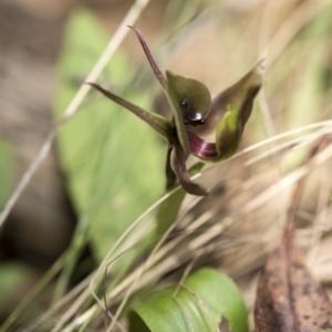 Chiloglottis valida at Cotter River, ACT - 18 Nov 2018