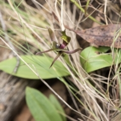 Chiloglottis valida at Cotter River, ACT - 18 Nov 2018