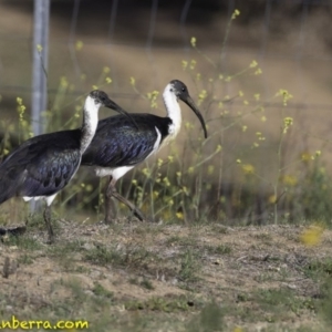 Threskiornis spinicollis at Deakin, ACT - 17 Nov 2018 07:48 AM