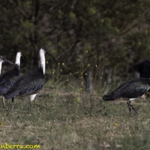 Threskiornis spinicollis at Deakin, ACT - 17 Nov 2018 07:48 AM