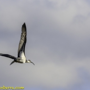 Threskiornis spinicollis at Deakin, ACT - 17 Nov 2018 07:48 AM