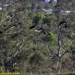 Threskiornis spinicollis at Deakin, ACT - 17 Nov 2018 07:48 AM