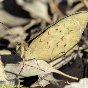 Heteronympha merope at Hughes, ACT - 17 Nov 2018