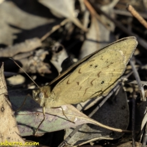 Heteronympha merope at Hughes, ACT - 17 Nov 2018