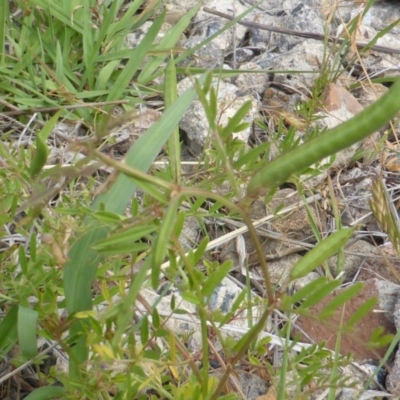 Vicia sativa subsp. nigra (Narrow-leaved Vetch) at O'Malley, ACT - 18 Nov 2018 by Mike