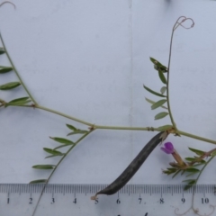 Vicia sativa subsp. nigra at O'Malley, ACT - 18 Nov 2018