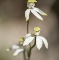 Caladenia moschata (Musky Caps) at Cotter River, ACT - 18 Nov 2018 by GlenRyan