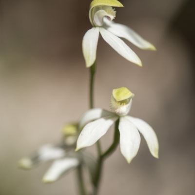 Caladenia moschata (Musky Caps) at Cotter River, ACT - 18 Nov 2018 by GlenRyan