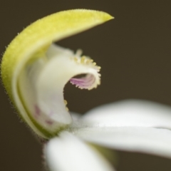 Caladenia moschata at Cotter River, ACT - 18 Nov 2018