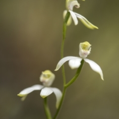 Caladenia moschata at Cotter River, ACT - 18 Nov 2018