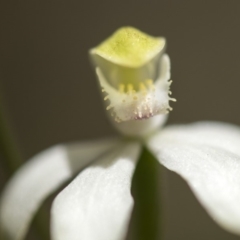 Caladenia moschata at Cotter River, ACT - 18 Nov 2018