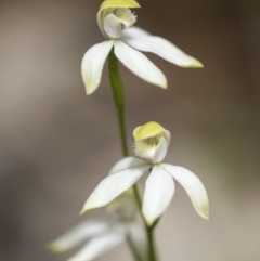 Caladenia moschata at Cotter River, ACT - 18 Nov 2018