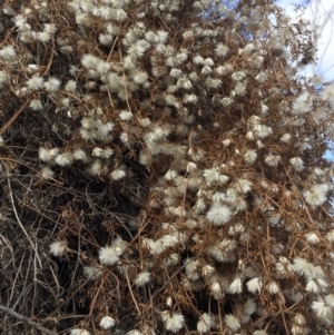 Clematis leptophylla at Hackett, ACT - 18 Nov 2018