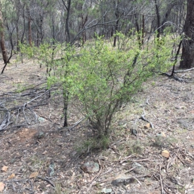 Dodonaea viscosa (Hop Bush) at Hackett, ACT - 18 Nov 2018 by WalterEgo